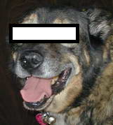 Mitnick Doggie
