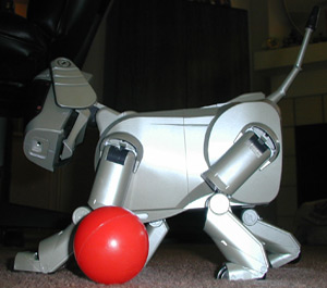 Lucky looking at his ball Lucky the $15 Aibo