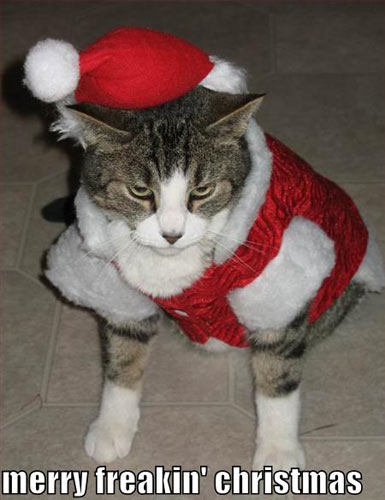 Christmas Cat