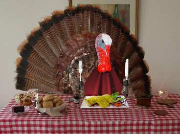 Turkeys Are Hungry Too