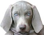 My new puppy Lucky