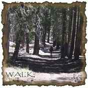 walk.jpg